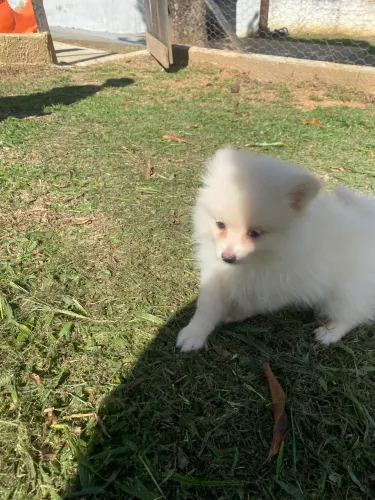 Spitz alemão