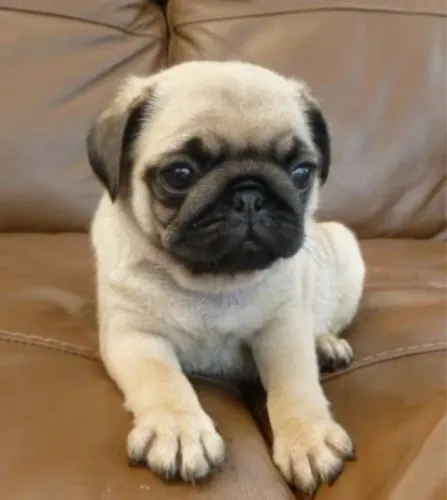 Pug fêmea