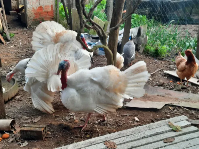 Vendo 2 Peru machos adultos