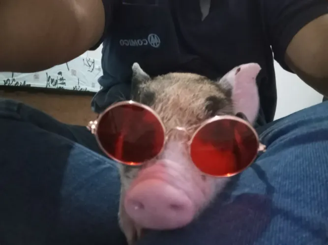 Mini pig