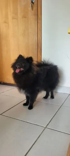 Spitz Alemão Macho
