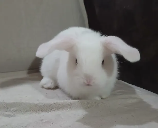 Filhote de coelho orelha pra baixo Mini lop Uruguaio 