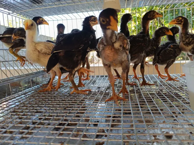 Pintinhos caipira