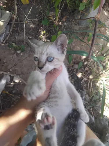 Gatas para adoção 
