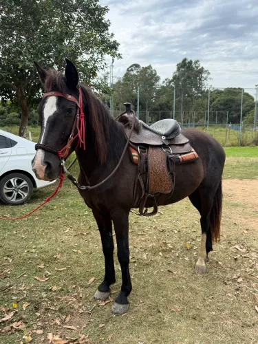 Cavalo égua mangalarga