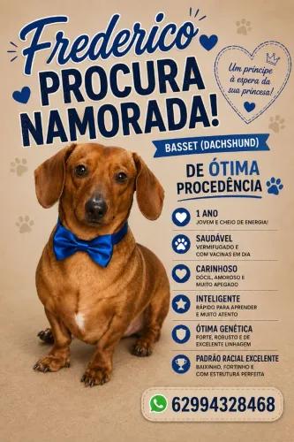 Basset pra cobertura