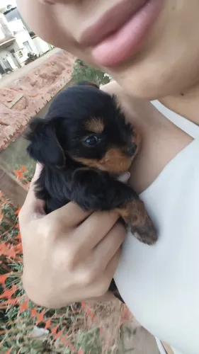 Cachorra fêmea raça york