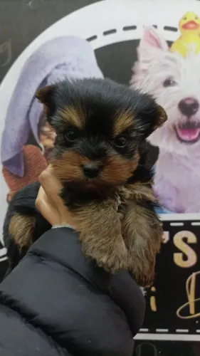 Macho de York shire micro padrão baby face temos loja física para ver pessoalmente 
