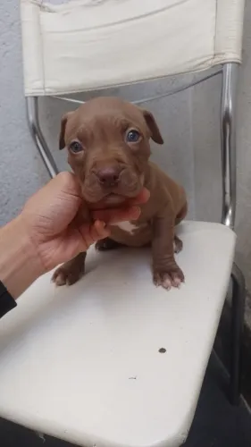 American Bully 