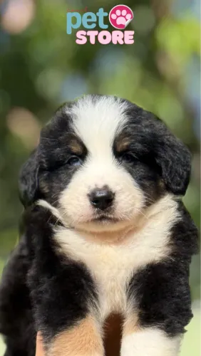 BERNESE DE OLHO AZUL 