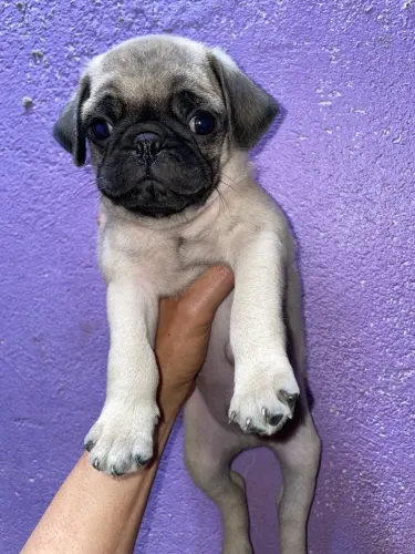 Pug macho
