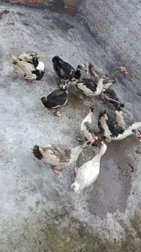 Patos