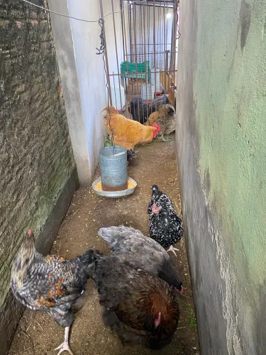 Lote de aves da raça Orpington