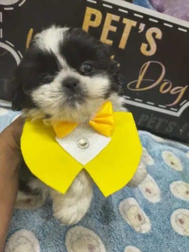 Filhotes de Shitzu de alto padrão vacinados e com pedigree opcional 