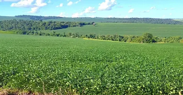 Terra Roxa - Soja - Área 13 Alqueires - Londrina - PR