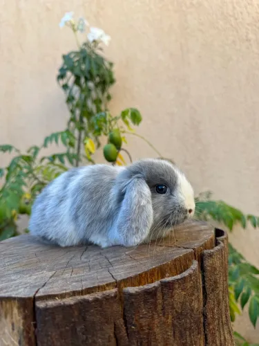 Mini Coelho Lop uruguaio