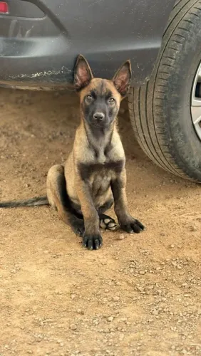 Filhote de Pastor Belga Malinois