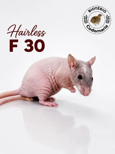 Twister Hairless