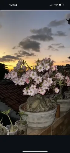 Rosa do deserto adenium