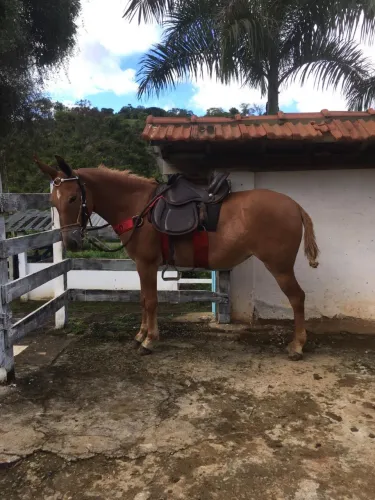 Mula ótima de rédia e muito dócil R$ 3.500,00