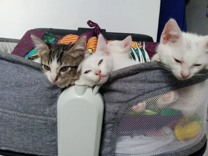 DOAÇÃO DE GATOS RESPONSÁVEL.