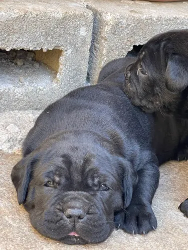 Lindos filhotes de CANE CORSO a venda