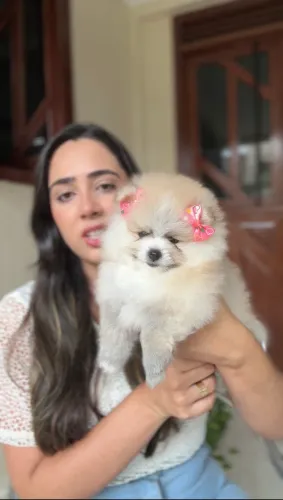 Lulu da Pomerânia Mega Peluda - Fêmea