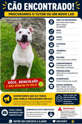Doa-se um cachorro