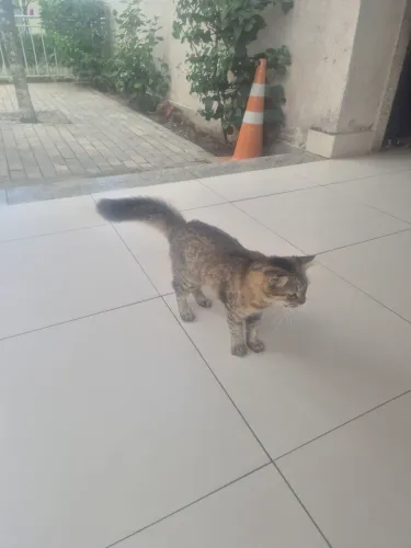 Gata femea