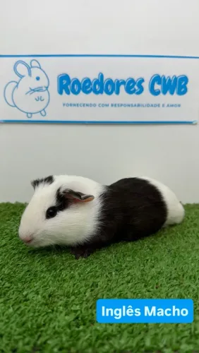 Porquinho da índia (Roedores CWB)