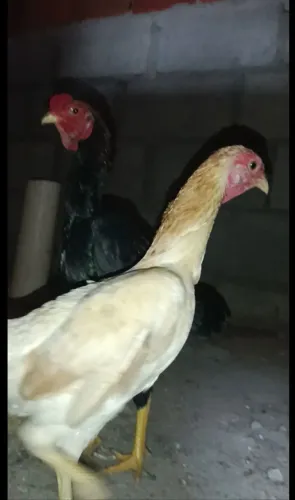 Galinha ko shamo 
