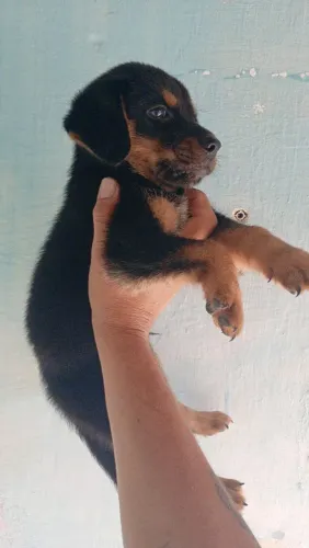 Rottweiler macho