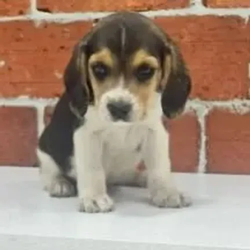 Beagle Seu próximo pet companheiro está aqui