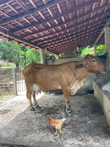 Vaca girolanda 