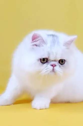 Gato Persa Filhote Vacinado V5 | Pais Negativos FIV e FELV
