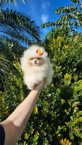 Lulu da Pomerânia machos Ursinhos. Promoção
