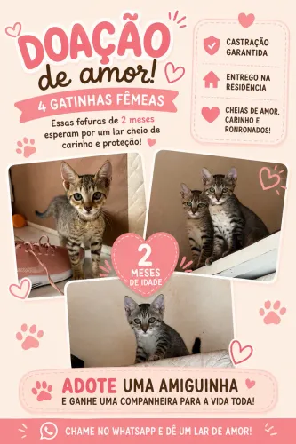 Doação De Gatos