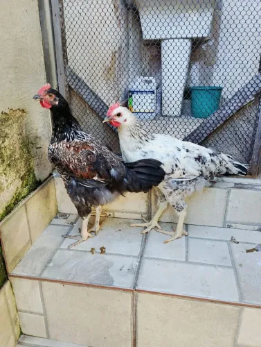 Galos jovens de galinha caipira 