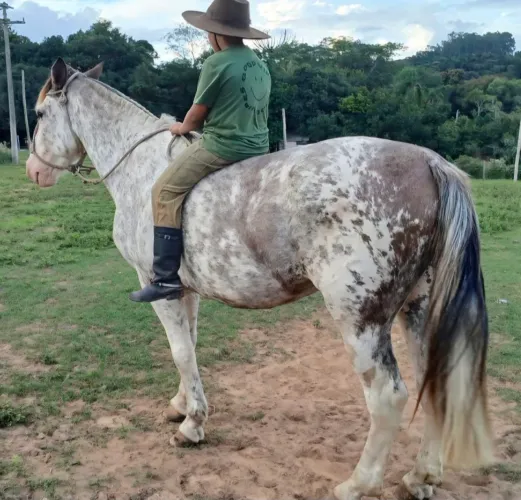 Cuiudo oveiro,confirmado muito bom e super manso ate para crianças