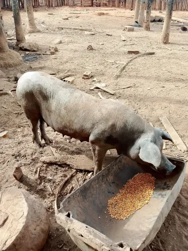 Porcas a venda