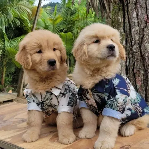 Golden Retriever com Pedigree e Microchip