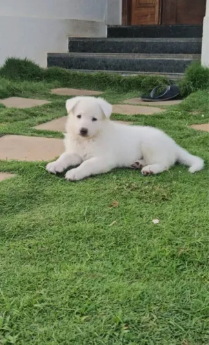 Linda Cadelinha Pastor Suíço!
