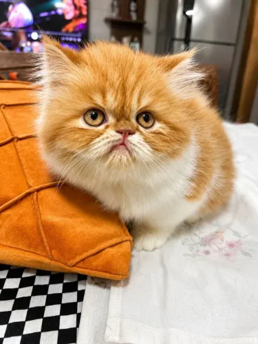 Gatos persas 