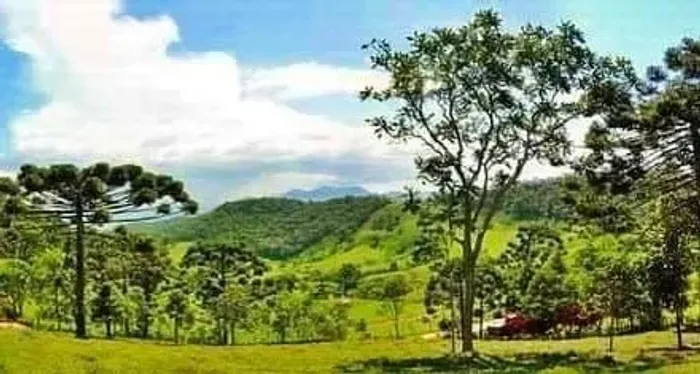 Procuro pasto para arrendamento. 