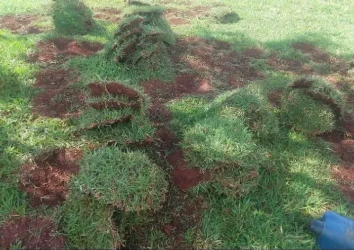 Grama Batatais Ideal Para Quintal e Fazenda 