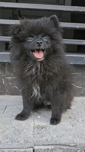 Spitz Alemão - Filhote com 3 meses