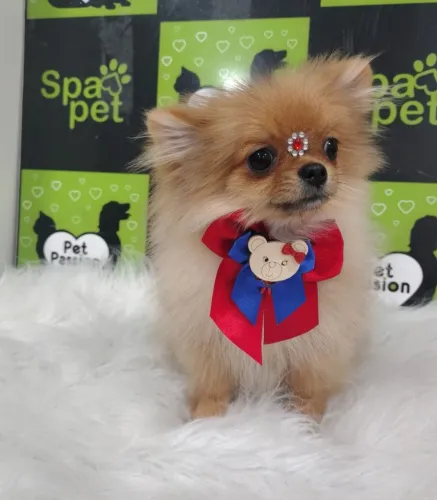 Vendo fêmea de lulu anão porte micro.