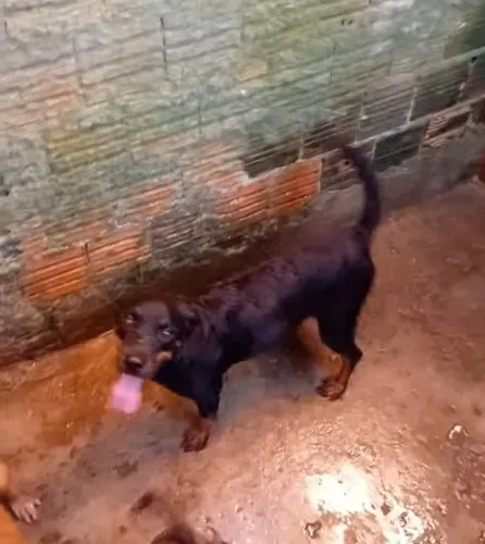 Rottweiler fêmea padrão americano 1 ano valor 500 reais.