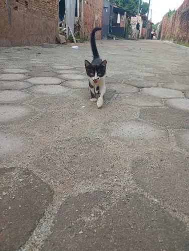 Doação de gato filhote