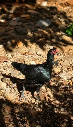 Galinha caipira